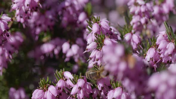 Close up shot of bee pollinating pollen of purple flowerbed during springtime