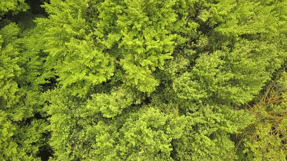 Aerial View of Green Forest with Canopies of Summer Trees Swaying in Wind