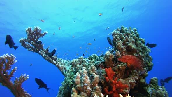 Underwater Background Fish