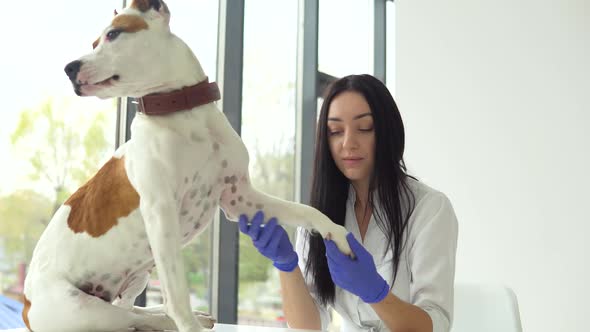 A Female Veterinarian Examines a American Staffordshire Terrier. The Dog Is Sitting on the Table, a