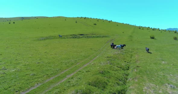 Flight Over Wild Horses Herd on Mountain Meadow. Summer Mountains Wild Nature. Freedom Ecology