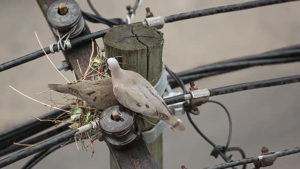 Pigeons Nesting in the City