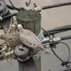 Pigeons Nesting in the City - VideoHive Item for Sale