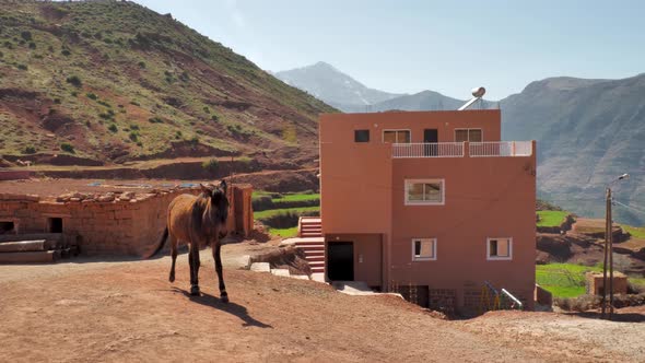 A donkey walks alone through a red-dirt village in the High Atlas Mountains in Morocco alone and fre