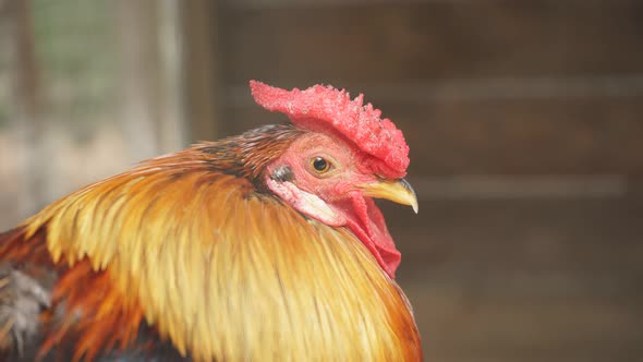 Close-up of a Beautiful Adult Rooster in a Pen. Portrait of a Stately Rooster in the Open Air