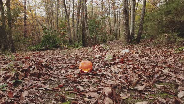Halloween Pumpkin in the Autumn Forest