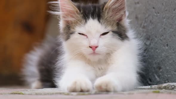 Beautiful Little Black and White Pussy Looks at the Camera