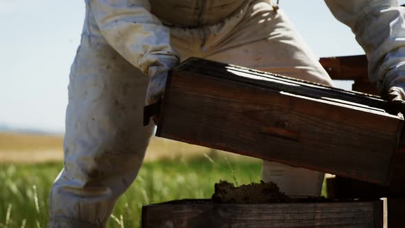 Beekeeper examining beehive