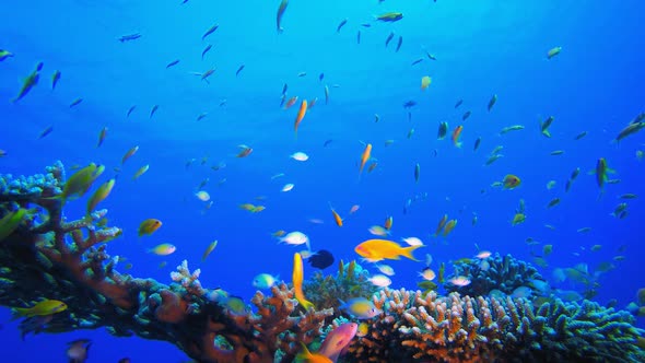 Reef Coral Garden Underwater