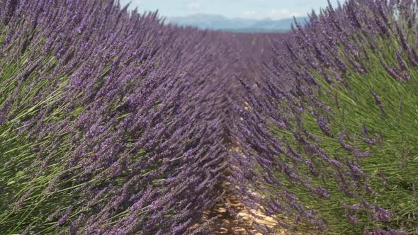 Lavender ​flower blooming in summer