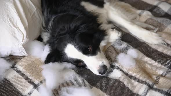 Naughty Playful Puppy Dog Border Collie After Mischief Biting Pillow Lying on Couch at Home