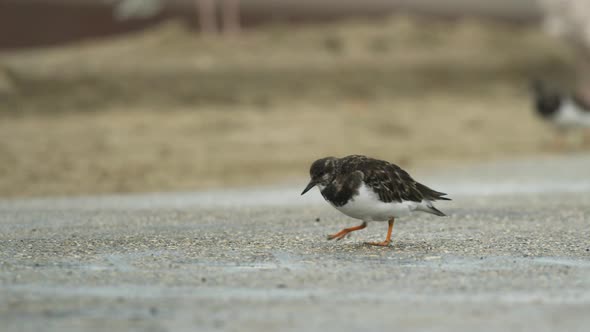 Active Sandpiper bobbing head while walking exploring concrete floor for insects