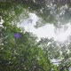 Trees low angle view sun shining through leaves blue sky. - VideoHive Item for Sale