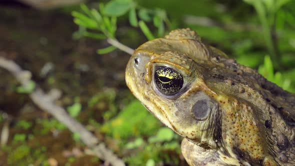 Cane Toad Head and Eye, Side View, Extreme Close Up