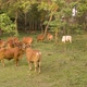 Cow herd in a green India farmland 4k aerial drone  - VideoHive Item for Sale