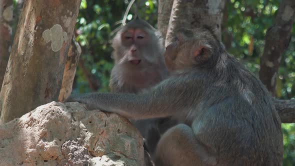 Two Macaque Monkeys Grooming Each Other on a Rock in the Jungle - Close