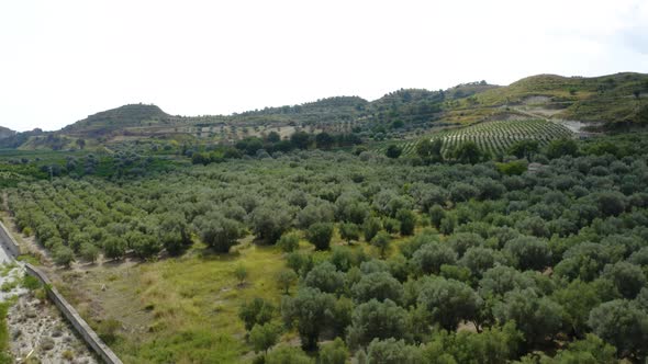 Olive Tree In Italy for Oil