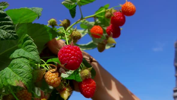 Hands Are Picking Raspberries From the Bush on the Background of Clear Blue Sky