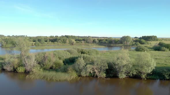 Forest by the river on a summer day