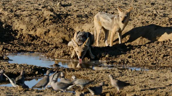 Black Backed Jackals Drinking Water With Doves