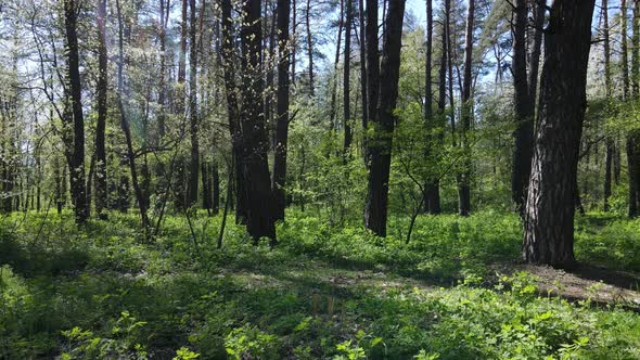 Green Forest During the Day Aerial View