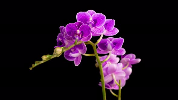 Blooming Purple Orchid Phalaenopsis Flower