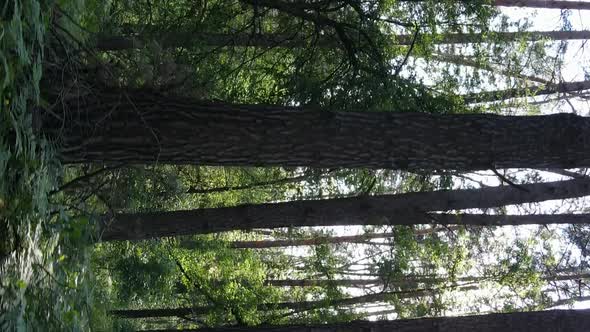 Vertical Video Aerial View Inside a Green Forest with Trees in Summer