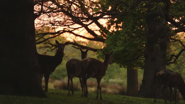 UK Wildlife, Slow Motion Herd of Female Red Deer Walking in Richmond Park at Sunset in Amazing Beaut