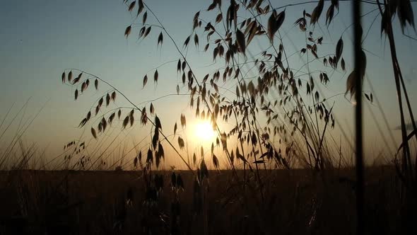 Silhouette of barley against a beautiful autumn sunset.