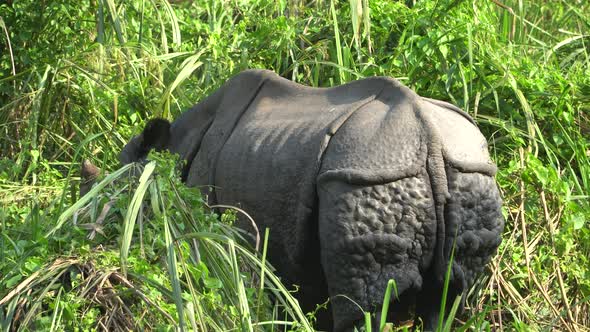 Asian Rhino Eating Green Grass Chitwan National Park Nepal