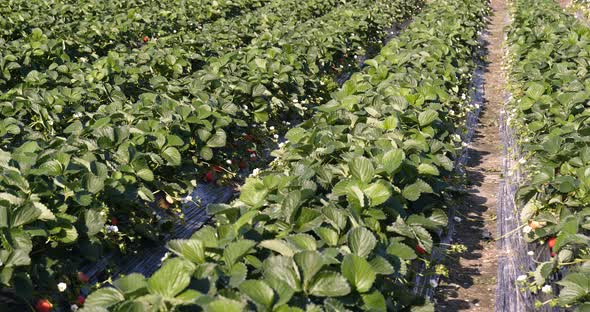 Harvest Strawberry Field 