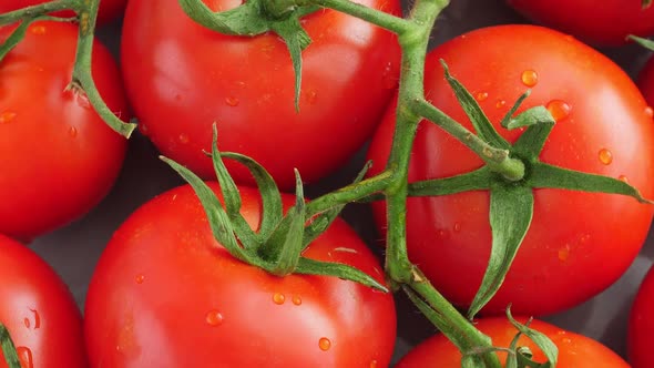 Red Ripe Tomatoes with Green Branch on Plate