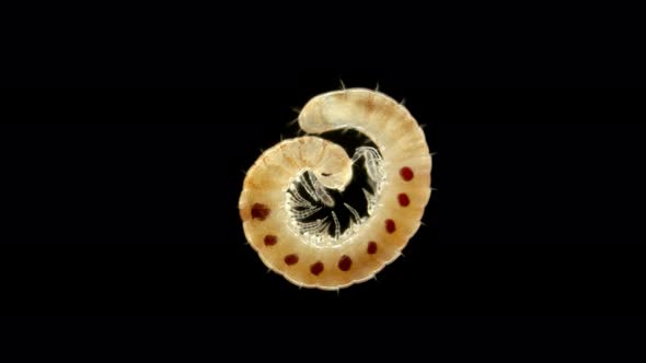 Diplopoda Millipede Under a Microscope, Family Blaniulidae, Squad Julida