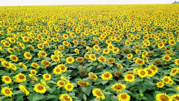 Beautiful sunflowers growing in the field and the wind rocking green plants.