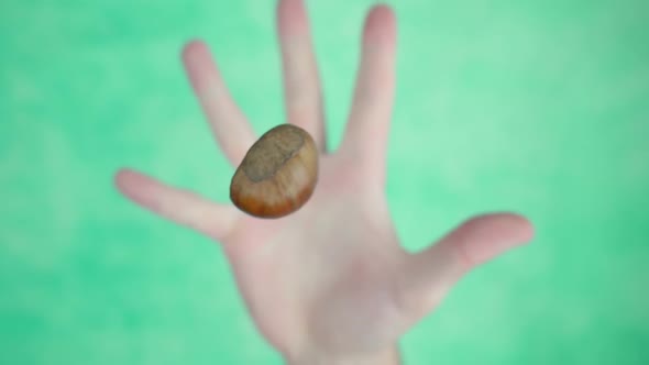 Person Throws Up Peeled Chestnut Above Green Background