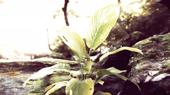 Misty Rainforest and Bright Sun Beams Through Trees Branches alt