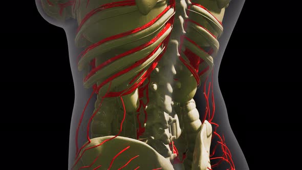 Science Anatomy of Human Blood Vessels alt