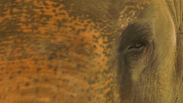 Beautiful close up of an elephant's face and eye.