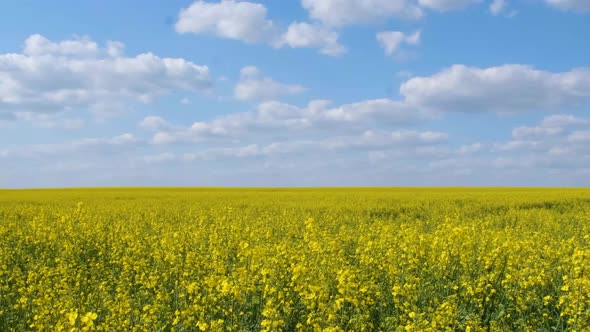 Rapeseed Flowering Field Outdoors in Spring in Ukraine