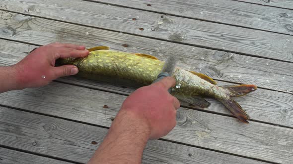 Fisherman Cleans Catched Pike Fish on Old Wooden Table