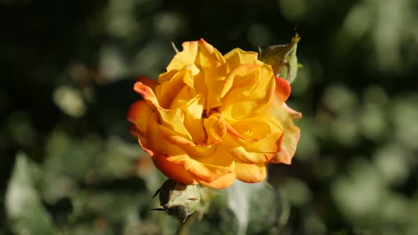 Perennial plant of the genus Rosa slow motion 1920X1080 HD footage - Beautiful orange garden Rose fl