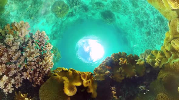 The Underwater World of a Coral Reef. Panglao, Philippines.