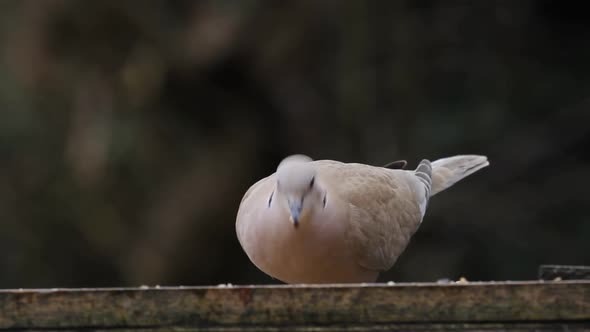Collared Dove, Streptopelia decaocto, on bird table. UK