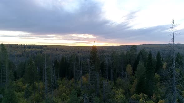 Bird's Eye View of Beautiful Green Spruce Forest at Evening Sunset