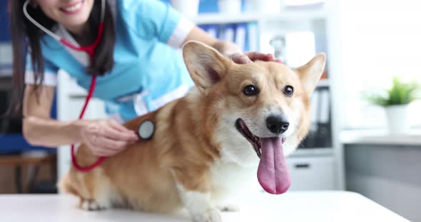 Veterinarian Examines Sick Corgi Dog with Stethoscope