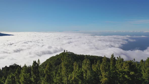 Aerial shot of a view from Pico de Teide on Canary Islands through cycas trees and a heavy cloud inv