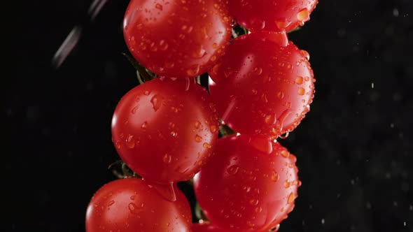 Close Up Detail Red Ripe Tomatoes on a Branch in Watering By Droplets