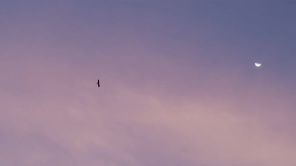 Low Angle View of Blue Evening Sky with Bird Flying Up Near Moon Slow Motion. Silhouette of Eagle