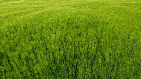 Green Field Wheat Swaying in the Wind