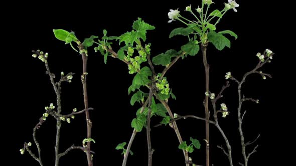 Time-lapse of growing apricot, pear, red and black currant branches